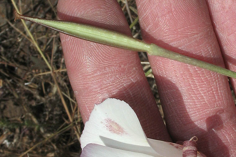 Detailed Picture 5 of Butterfly Mariposa Lily