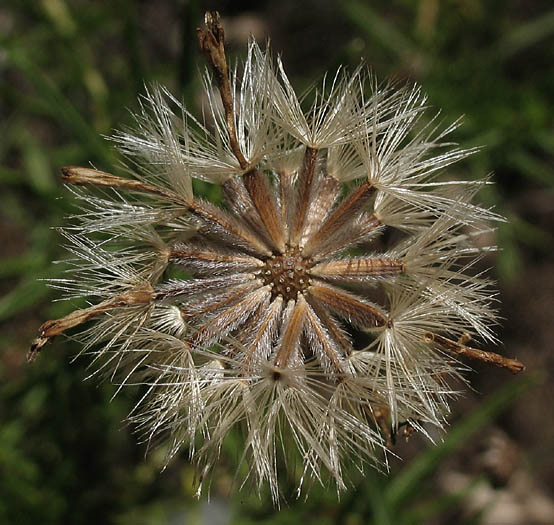 Detailed Picture 6 of Slender-leaved Goldenbush