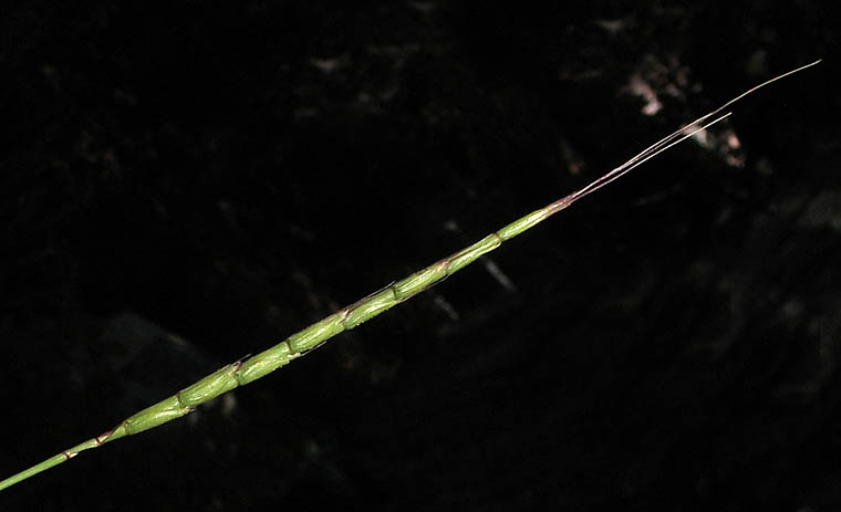 Detailed Picture 1 of Jointed Goatgrass