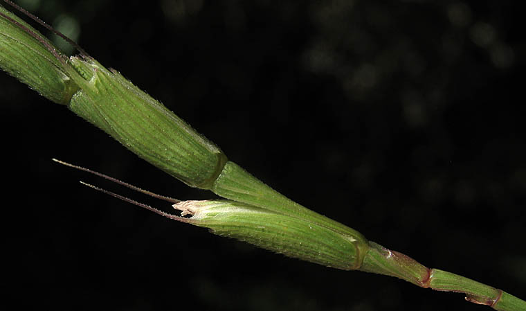 Detailed Picture 3 of Jointed Goatgrass
