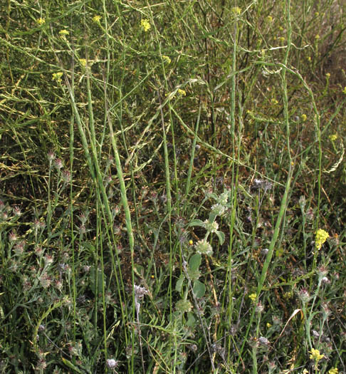 Detailed Picture 4 of Jointed Goatgrass