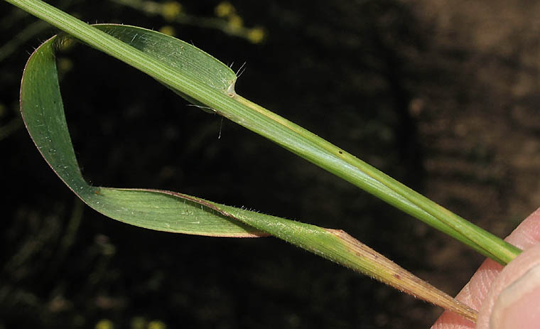 Detailed Picture 6 of Jointed Goatgrass