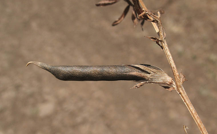 Detailed Picture 9 of Spring Vetch