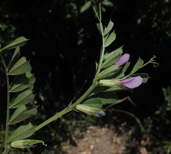 Detailed Picture 4 of Spring Vetch