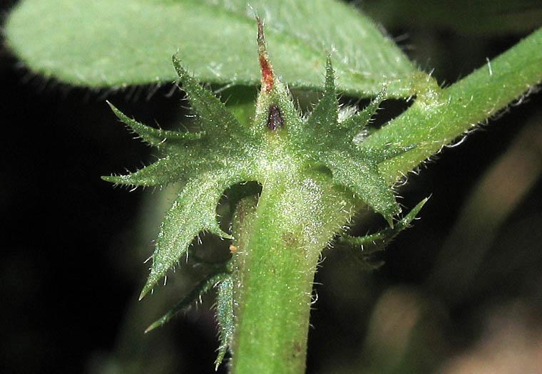 Detailed Picture 7 of Spring Vetch
