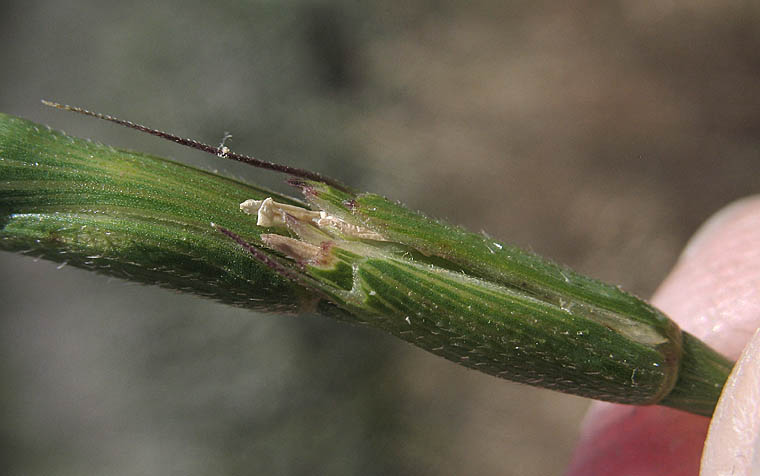 Detailed Picture 2 of Jointed Goatgrass