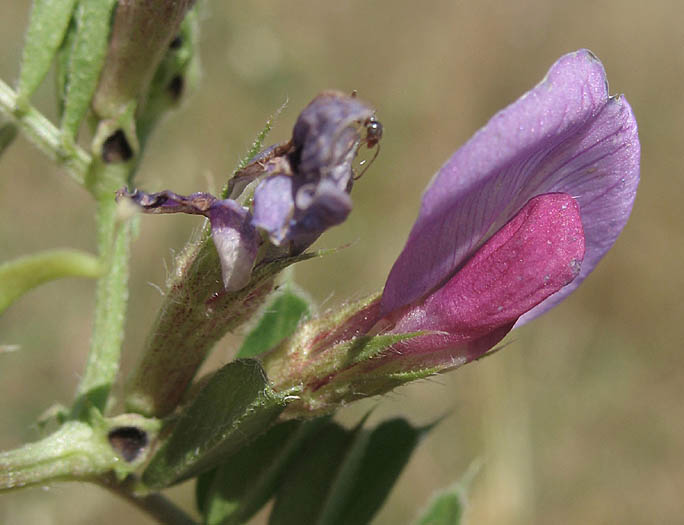 Detailed Picture 1 of Spring Vetch