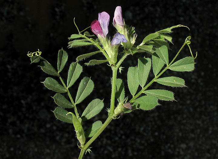 Detailed Picture 5 of Spring Vetch