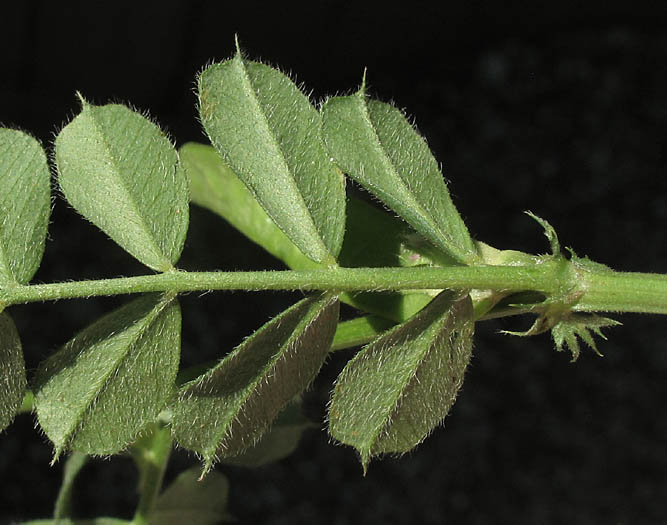 Detailed Picture 6 of Spring Vetch