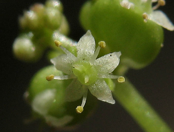 Detailed Picture 1 of Whorled Marsh Pennywort