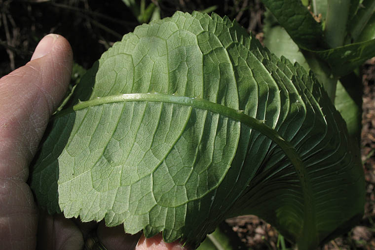 Detailed Picture 9 of Wild Teasel