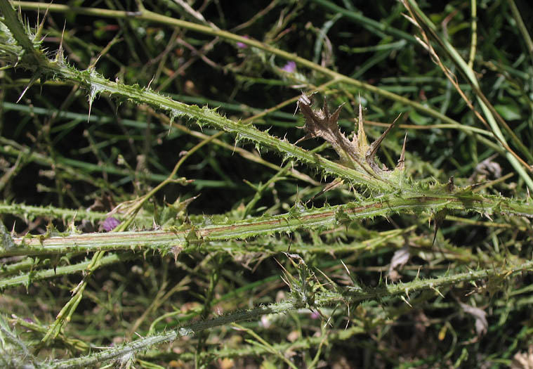 Detailed Picture 3 of Italian Thistle