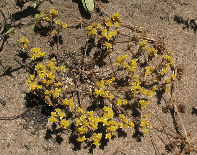 Detailed Picture 7 of Many-stem Woolly Sunflower
