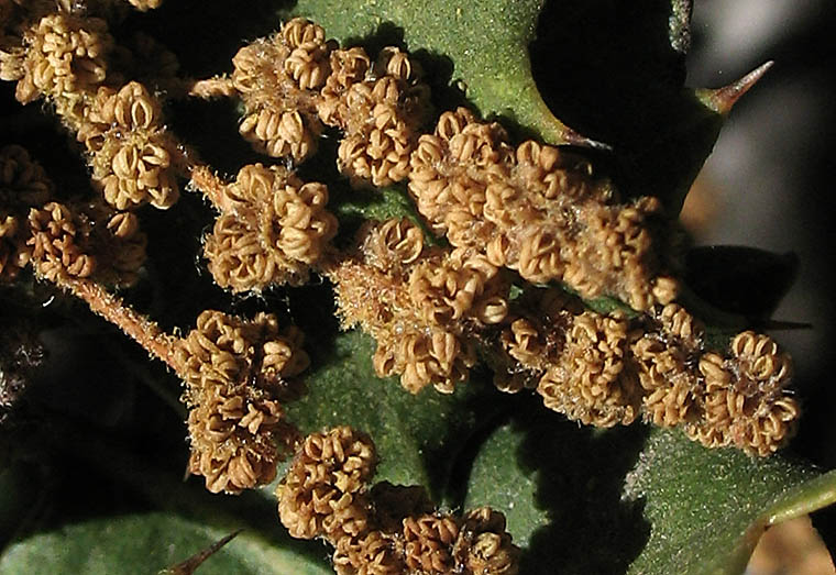 Detailed Picture 3 of Palmer's Oak