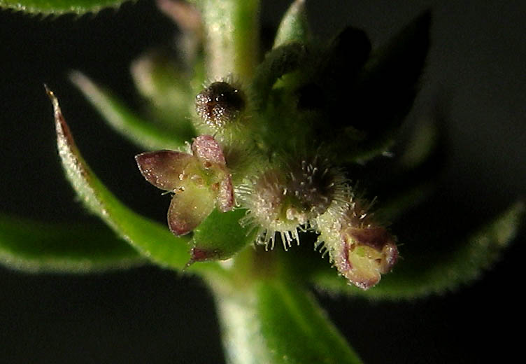 Detailed Picture 1 of Wall Bedstraw