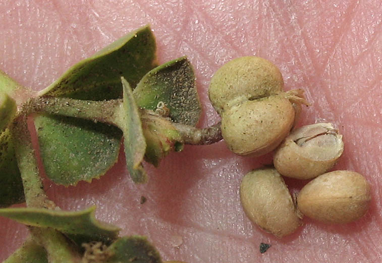 Detailed Picture 7 of Terracina Spurge