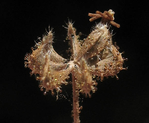 Detailed Picture 6 of Sticky Madia