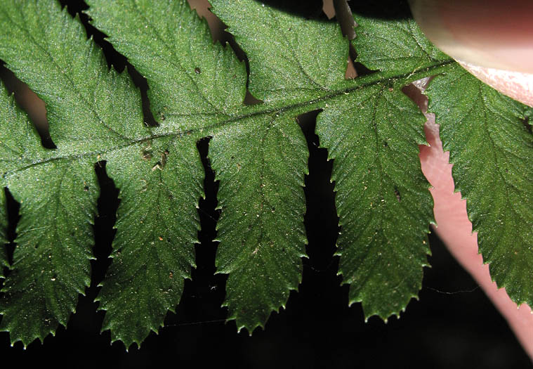 Detailed Picture 5 of Coastal Wood-fern