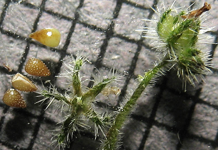 Detailed Picture 7 of Minute-flowered Popcorn Flower