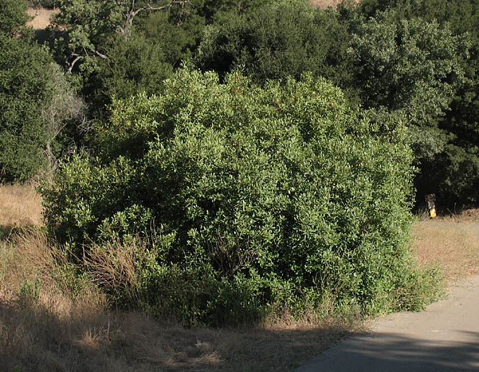 Detailed Picture 7 of California coffeeberry