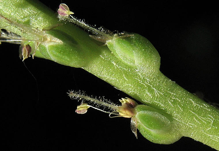 Detailed Picture 3 of Common Plantain