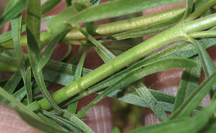 Detailed Picture 7 of Foothill Penstemon