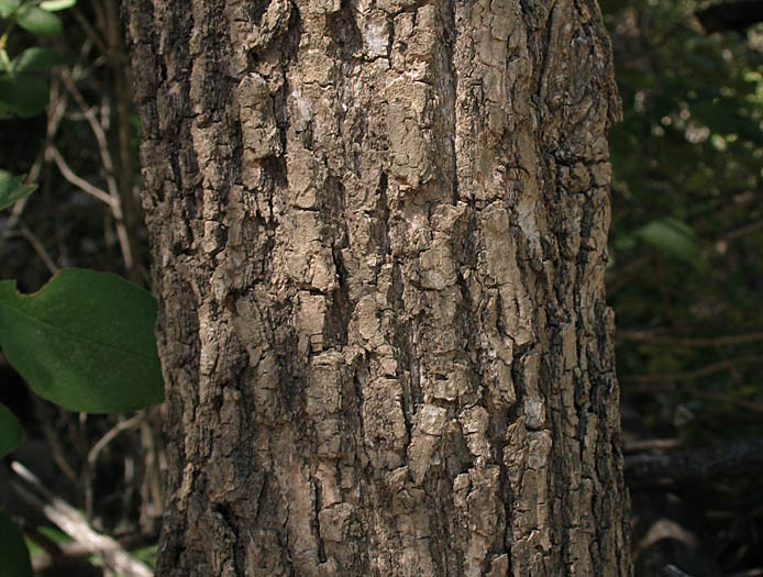 Detailed Picture 10 of Arizona Ash