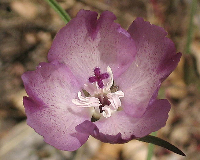 Detailed Picture 1 of Large Godetia