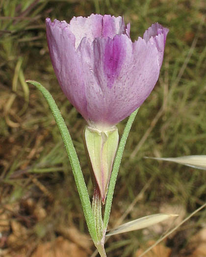 Detailed Picture 4 of Large Godetia