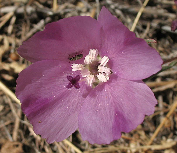 Detailed Picture 2 of Large Godetia