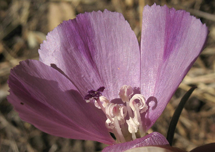 Detailed Picture 3 of Large Godetia