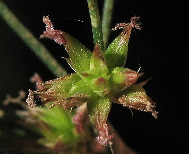Detailed Picture 1 of Irisleaf Rush
