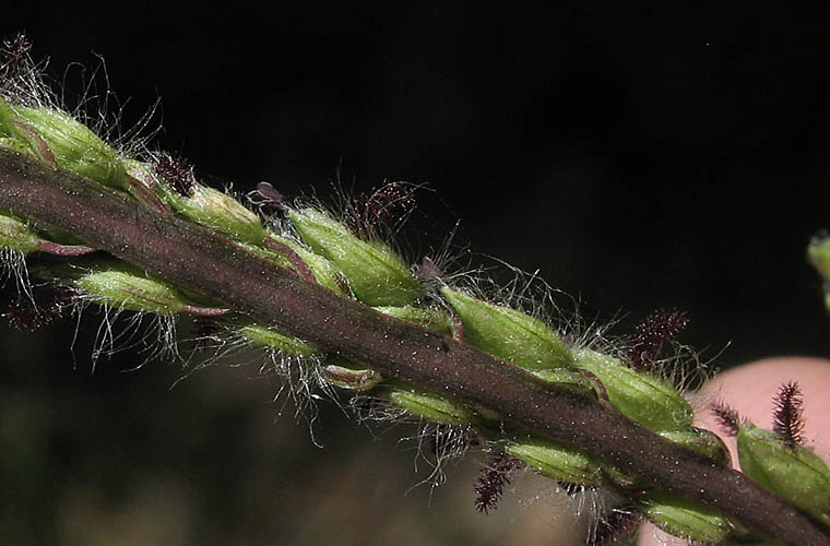 Detailed Picture 3 of Dallis Grass