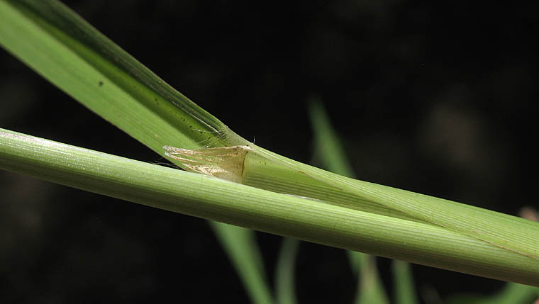 Detailed Picture 6 of Dallis Grass
