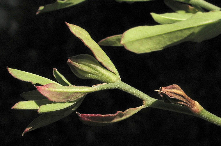 Detailed Picture 5 of Mexican Evening Primrose