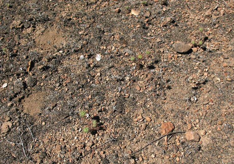 Detailed Picture 8 of Honey-scented Pincushionplant