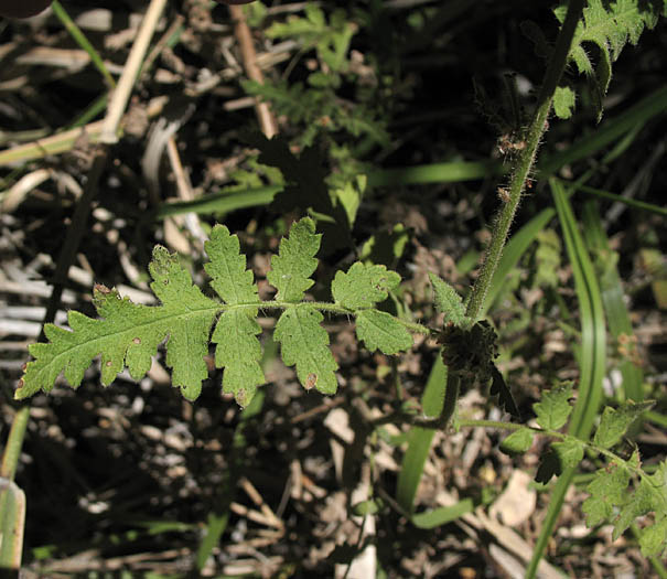 Detailed Picture 4 of Branching Phacelia