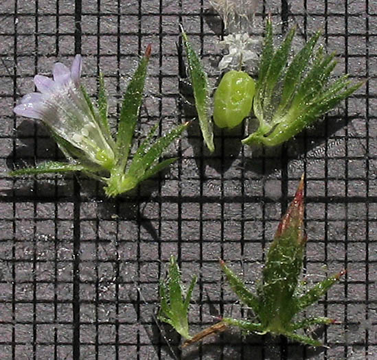 Detailed Picture 9 of Honey-scented Pincushionplant