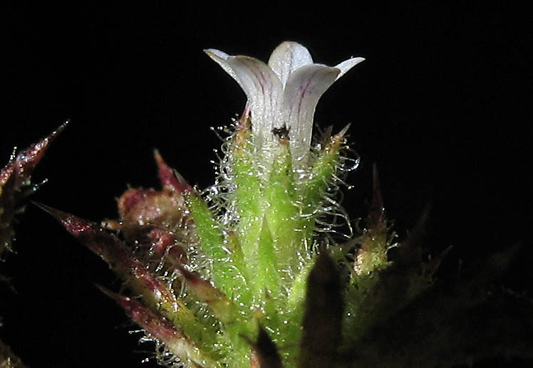 Detailed Picture 2 of Honey-scented Pincushionplant