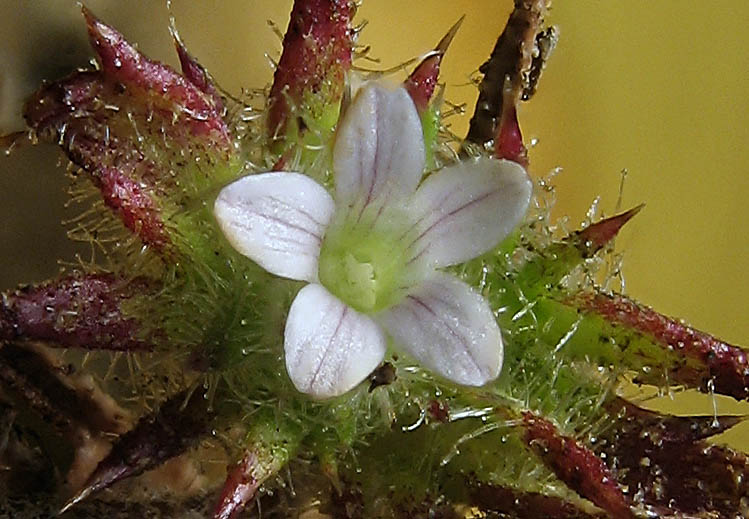 Detailed Picture 1 of Honey-scented Pincushionplant