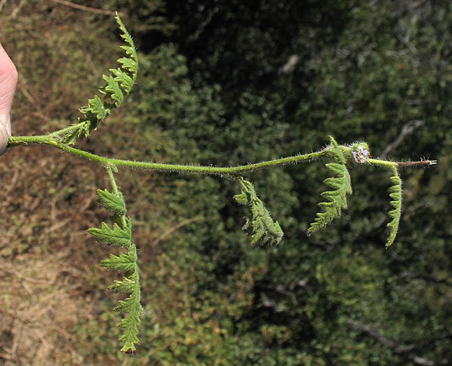 Detailed Picture 5 of Branching Phacelia