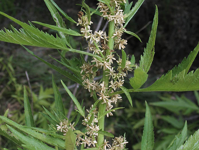 Detailed Picture 3 of Durango Root