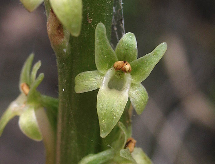 Detailed Picture 2 of Denseflower Rein Orchid