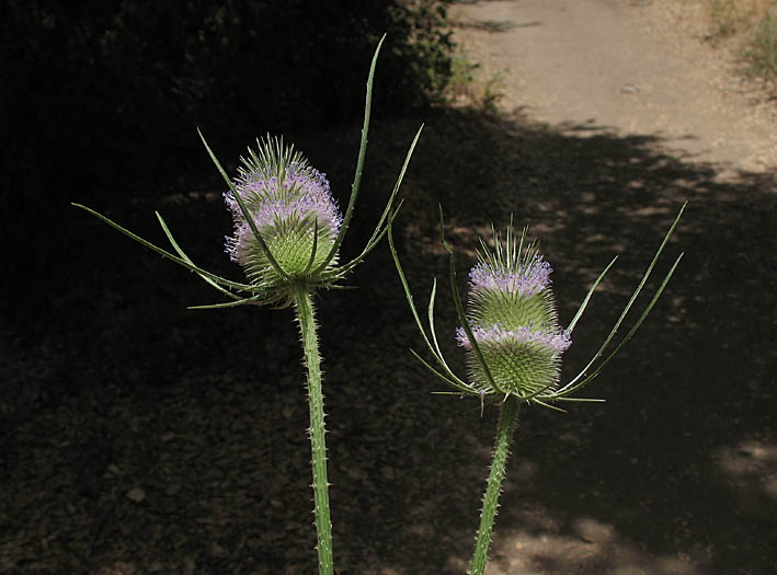 Detailed Picture 5 of Wild Teasel