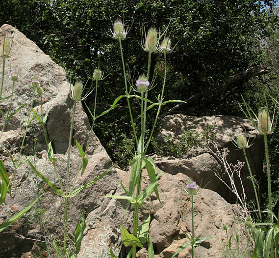 Detailed Picture 6 of Wild Teasel