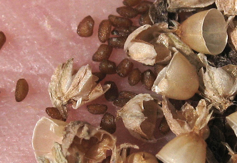 Detailed Picture 6 of Common Plantain