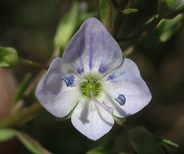 Detailed Picture 1 of Water Speedwell