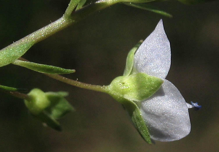 Detailed Picture 2 of Water Speedwell