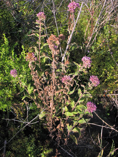 Detailed Picture 5 of Salt Marsh Fleabane