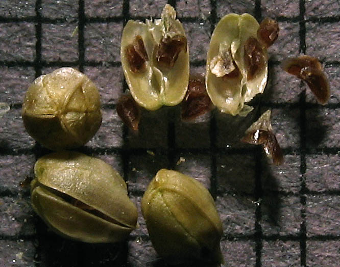 Detailed Picture 10 of Honey-scented Pincushionplant